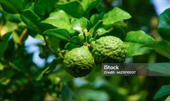 Harnessing Nature's Remedy: Using Bergamot Essential Oil for Cholesterol Management Harnessing Nature's Remedy: Using Bergamot Essential Oil for Cholesterol Management